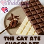 The cat ate chocolate: the risks and remedies