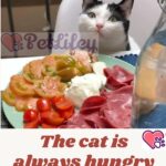 The-cat-is-always-hungry-the-causes-and-what-to-do-1a
