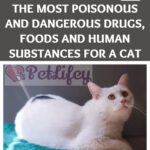 The most poisonous and dangerous drugs, foods and human substances for a cat