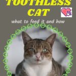 Toothless cat: what to feed it and how