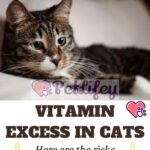 Vitamin excess in cats: here are the risks and causes