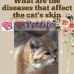 What are the diseases that affect the cat's skin