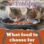 What food to choose for the cat?