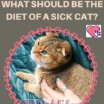 What-should-be-the-diet-of-a-sick-cat-1a