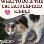What to do if the cat eats expired kibble