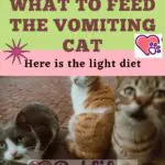 What to feed the vomiting cat: here is the light diet