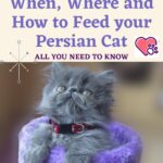 When, Where and How to Feed your Persian Cat