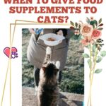 When-to-give-food-supplements-to-cats-1a