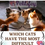 Which cats have the most difficult temperament?