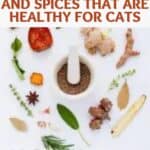 10 aromatic herbs and spices that are healthy for cats