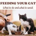 10 tips for Feeding your cat: what to do and what to avoid