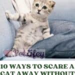 10 ways to scare a cat away without hurting it