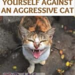 6 ways to defend yourself against an aggressive cat