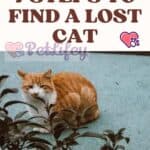 7 Steps to Find a lost cat