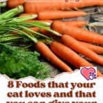 8 Foods that your cat loves and that you can give your cat in moderation