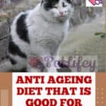 Anti ageing Diet that is good for Cat's brain