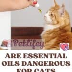 Are essential oils dangerous for cats? The list of prohibited products