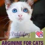 Arginine-for-Cats-what-it-is-and-why-it-is-essential-for-your-cat-1a