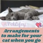 Arrangements to make for your cat when you go on vacation