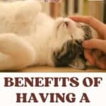 Benefits-of-having-a-cat-at-home-1a