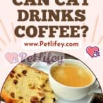 Can-Cat-drinks-Coffee-1a