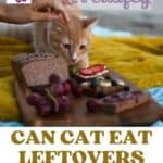Can Cat eat leftovers from lunch?
