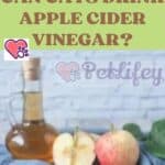 Can Cats drink Apple Cider Vinegar?