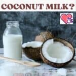 Can Cats drink Coconut Milk?