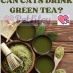 Can-Cats-drink-Green-Tea-1a