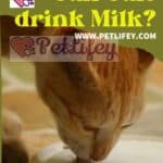 Can Cats drink Milk?