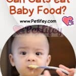 Can Cats eat Baby Food?