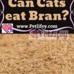 Can Cats eat Bran?