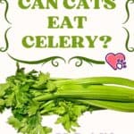Can Cats eat Celery?