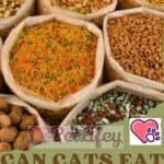 Can-Cats-eat-Dried-Fruit-1a