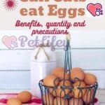 Can-Cats-eat-Eggs-Benefits-quantity-and-precautions-1a