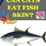 Can Cats eat Fish Skin?