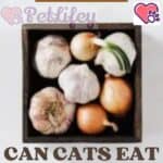 Can-Cats-eat-Garlic-and-Shallots-1a