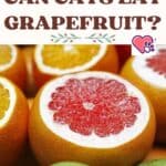 Can Cats eat Grapefruit?