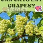 Can-Cats-eat-Grapes-1a