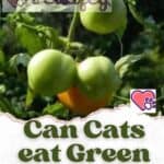 Can Cats eat Green Tomatoes