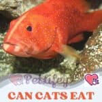 Can-Cats-eat-Grouper-Fish-1a