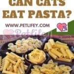 Can-Cats-eat-Pasta-1a