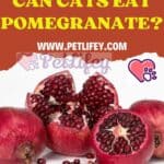 Can-Cats-eat-Pomegranate-1a
