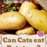 Can-Cats-eat-Potatoes-1a