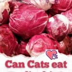 Can-Cats-eat-Radicchio-1a