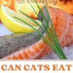 Can Cats eat Salmon?
