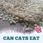 Can Cats eat Sesame Seeds?