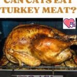 Can-Cats-eat-Turkey-Meat-1a
