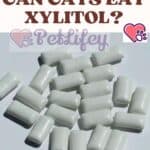 Can Cats eat Xylitol?