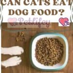 Can Cats eat dog food?
